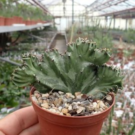 Euphorbia lactea     cristata