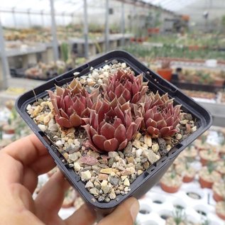 Sempervivum Purple Dancer       (dw)