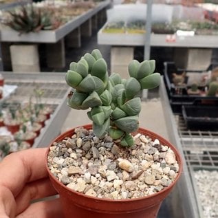 Delosperma lehmannii