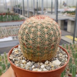 Echinocereus rigidissimus