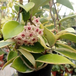 Hoya carnosa albomarginata