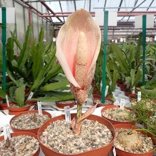 Amorphophallus bulbifer