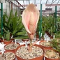 Amorphophallus bulbifer