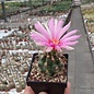 Thelocactus bicolor   La Soledad