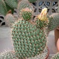 Opuntia pycnantha   `Stachelschwein-Kaktus`