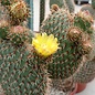 Opuntia pycnantha   `Stachelschwein-Kaktus`