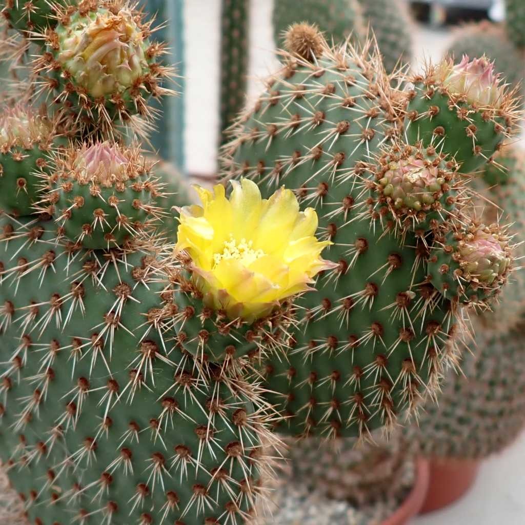 Opuntia pycnantha Uhlig Kakteen Über 5000 verschiedene Arten