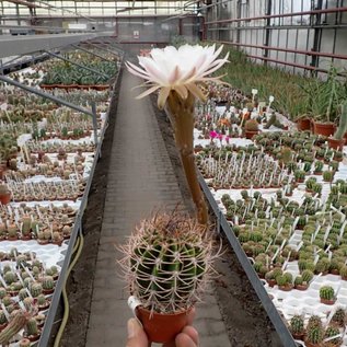 Echinopsis leucantha  ZJ 173 San José de Jachal, SD, Arg.