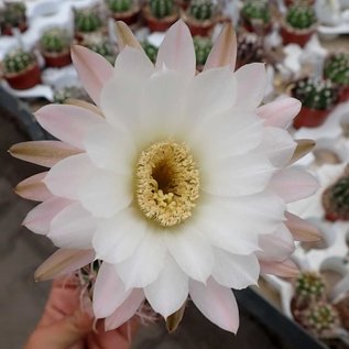 Echinopsis leucantha  ZJ 173 San José de Jachal, SD, Arg.