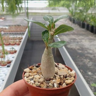 Adenium obesum Deep Red