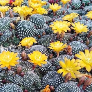 Rebutia krainziana cv. Aureiflora