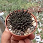 Sinucrassula yunnanensis