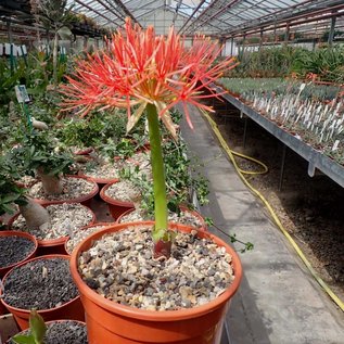 Scadoxus multiflorus ungetopft