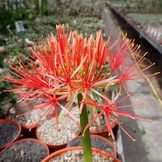 Scadoxus multiflorus ungetopft