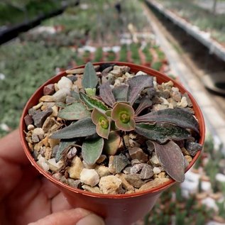 Euphorbia francoisii v. crassicaulis  Madagaskar   CITES, not outside EU
