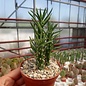 Austrocylindropuntia subulata