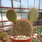 Opuntia pycnantha   `Stachelschwein-Kaktus`