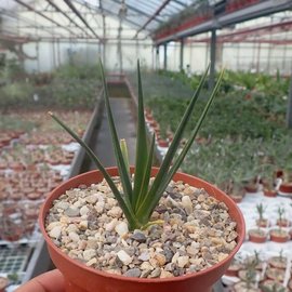 Dracaena cinnabari   endemisch auf Sokotra, Jemen, in Höhenlagen zwischen 300 und 1500 m, wo die Pflanzen bevorzugt auf kalksteinhaltigen Böden wachsen