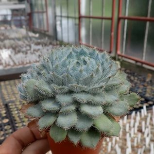 Echeveria setosa v. deminuta