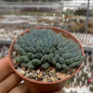 Echeveria rundelli cv. Blue Miracle