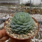 Echeveria setosa cv.Green