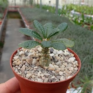 Dorstenia gigas   Socotra, Jemen