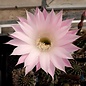 Echinopsis-Hybr. RE