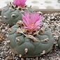 Lophophora fricii