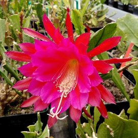 Epiphyllum-Hybr. Elisabeth Paetz