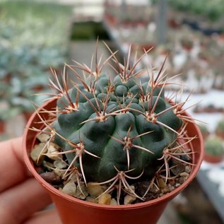 Gymnocalycium neuhuberi