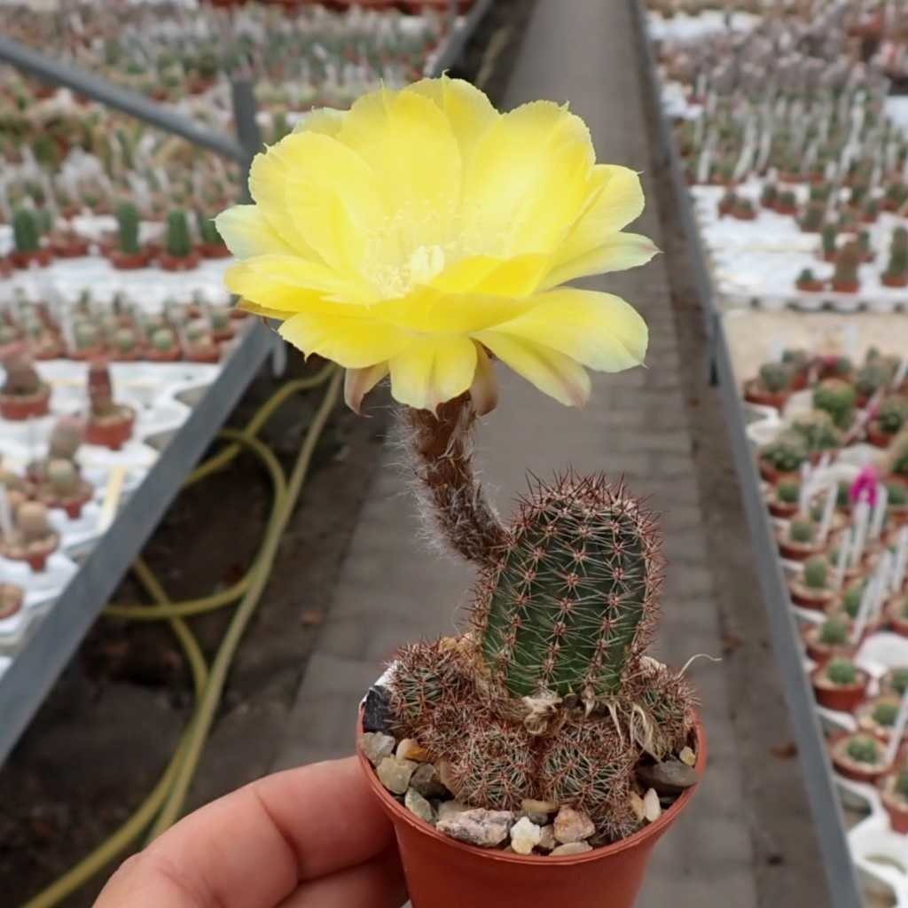 Echinopsis aurea v. shaferi STO 132/1 - Uhlig Kakteen - Über 5000