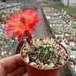 Echinocereus klapperi