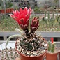 Gymnocalycium baldianum