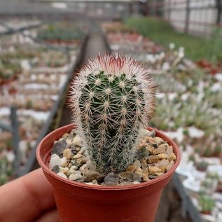 Echinocereus laui   Sonora, Chihuahua, Mexiko