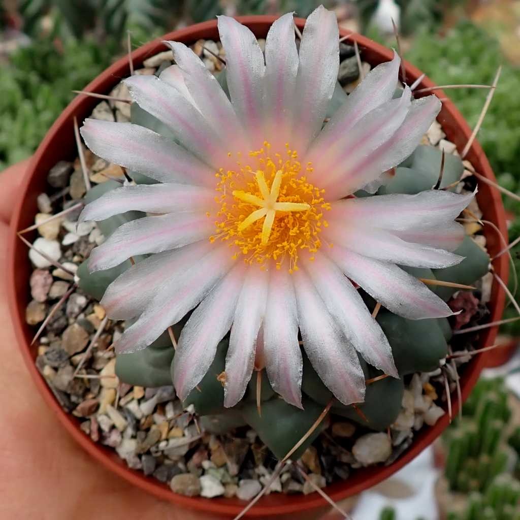 Thelocactus rinconensis H 181 20 km östl. Artezas Uhlig Kakteen