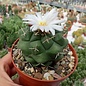 Thelocactus rinconensis aff. Ja- 2328