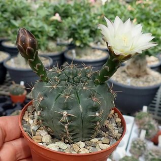 Gymnocalycium quehlianum