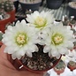 Gymnocalycium quehlianum