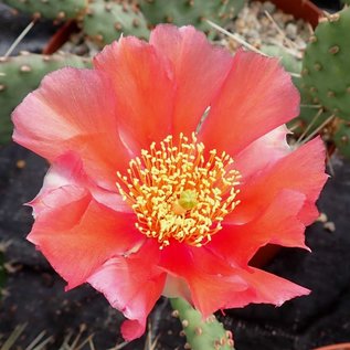 Opuntia phaeacantha v. camanchica cv. Salmonea Richter      (dw)