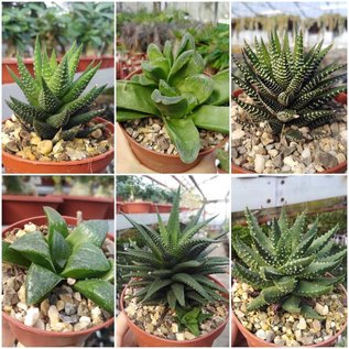 Assortment Haworthia