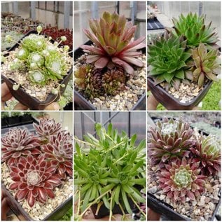 Sortiment Sempervivum