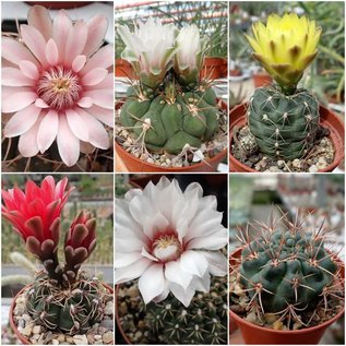 Assortiment Gymnocalycium