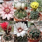 Assortimento Gymnocalycium