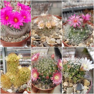 Gamme Mammillaria