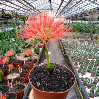 Scadoxus multiflorus