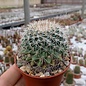 Mammillaria evermanniana