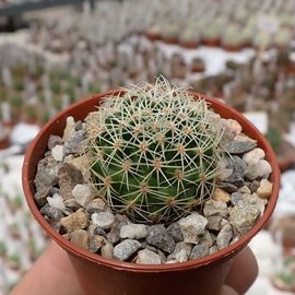 Mammillaria napina