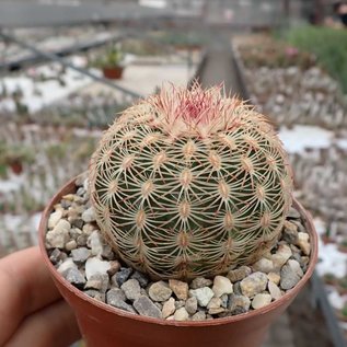 Echinocereus rigidissimus