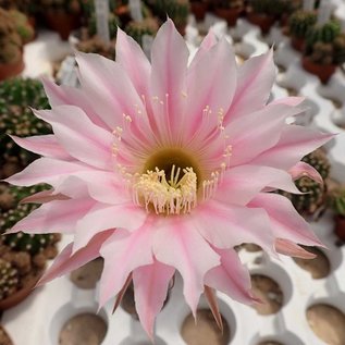 Echinopsis-Hybr. Passo CM 06 Rosa