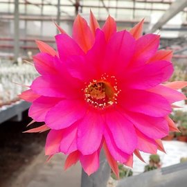 Echinopsis-Schick-Hybr. `Romance` x `Frolic gelb`